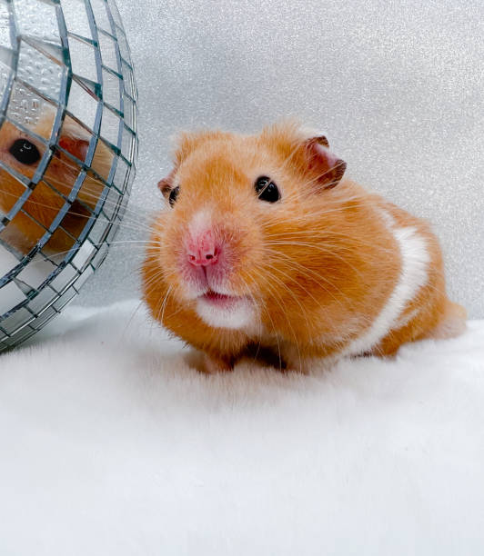 istock Cute Syrian hamster with a disco ball looking curious 1372264953