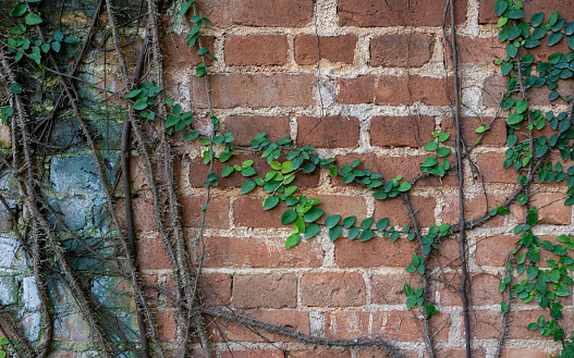 Close-up of antique brick block wall textured pattern with creeper plant for backgrounds and text design.