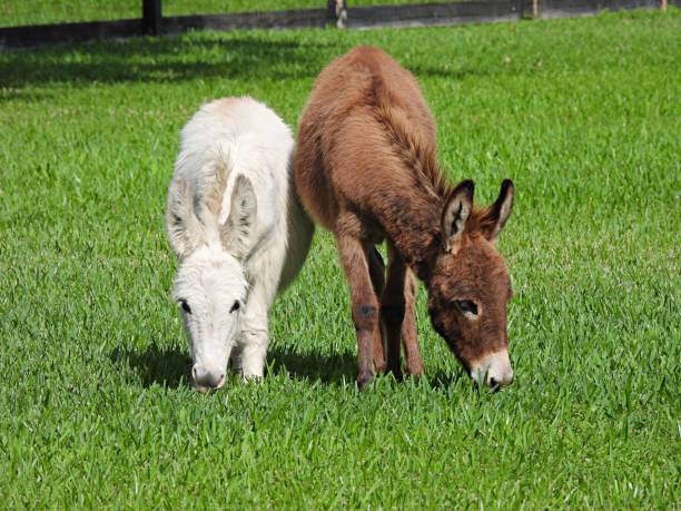 Miniature Donkeys grazing in the grass