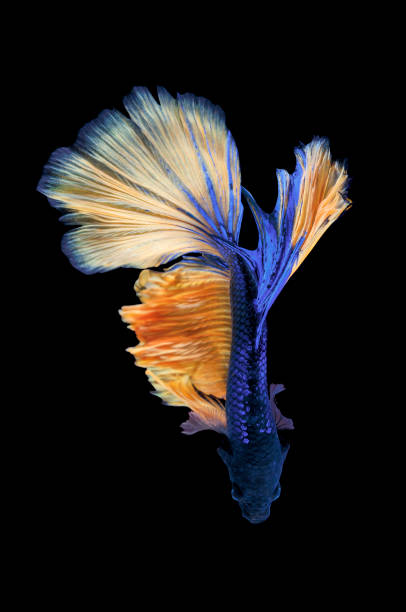 istock Thai fighting fish on black background. 1372266660