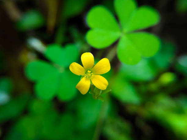istock clover flowers and leaves 1372267598