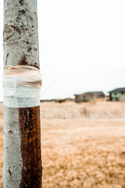 istock Damaged tree with sap weeping down the bark and a protective bandage wrap 1372268343