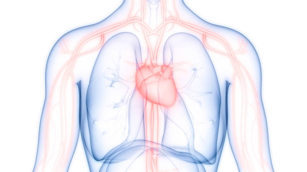 istock Human Circulatory System Heart Anatomy 1372268548