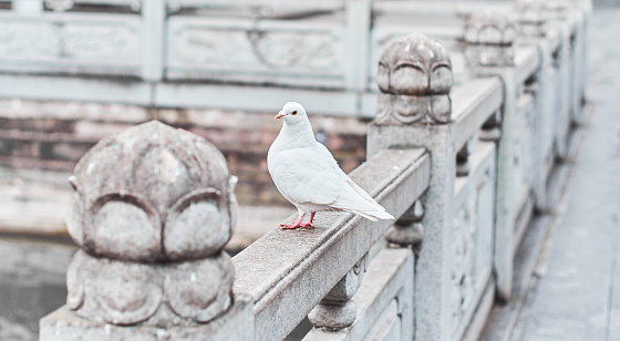 A white pigeon looking at the camera