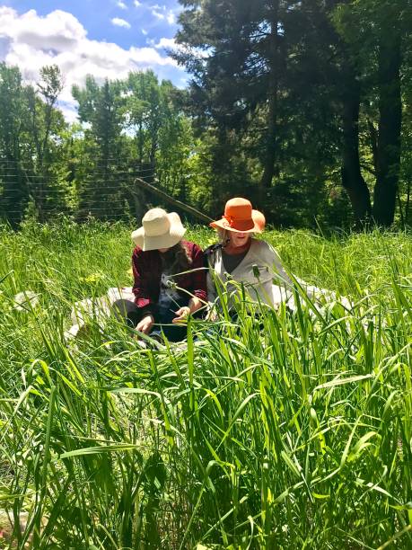 Straw hat senior sisters, laughing and playing in the Meadow. stock photo