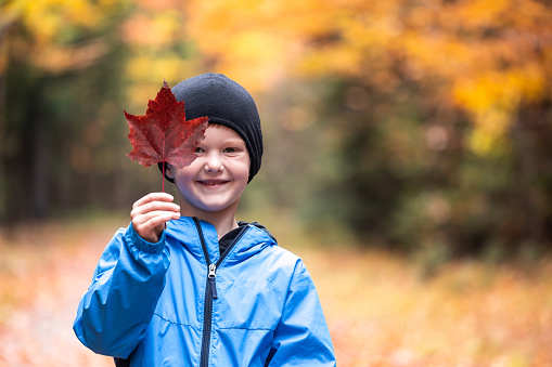 Little cute redhead boy hiking and picking autumn leaves in Mont Tremblant National Park in Autumn, Quebec, Canada. He is smiling and holding a red maple leaf.