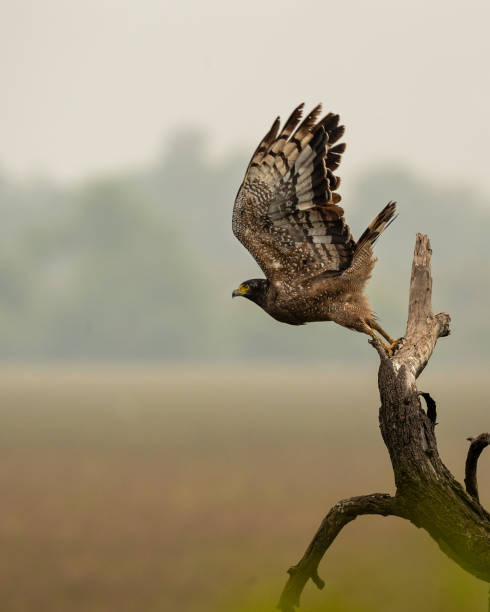 Crested Serpent Eagle or Spilornis cheela migratory bird with full wingspan ready to fly or leaving perch at keoladeo national park or bharatpur bird sanctuary rajasthan india
