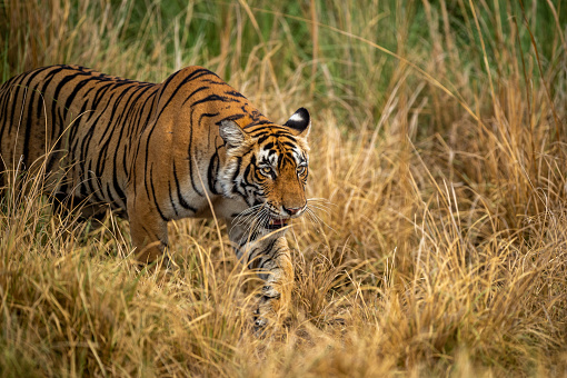 Tigre hembra de bengala salvaje o tigresa primer plano en merodeo y fondo escénico natural en el parque nacional ranthambore o la reserva de tigres rajasthan india - panthera tigris tigris photo