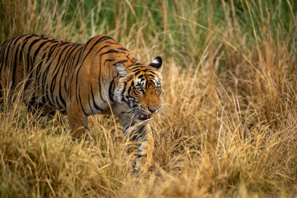 wild bengal female tiger or tigress closeup in prowl and natural scenic background at ranthambore national park or tiger reserve rajasthan india - panthera tigris tigris - bengal tiger imagens e fotografias de stock
