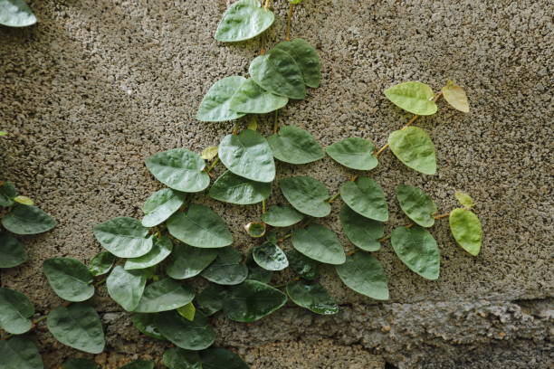 istock Ficus pumila L with cement wall. 1372272320
