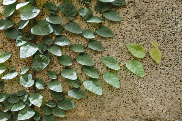 istock Ficus pumila L with cement wall. 1372272323