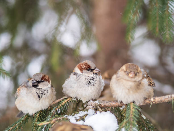 istock Three Sparrows sits on a fir branch in the autumn or winter 1372274034