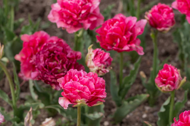 istock pink tulips in the spring garden 1372274085