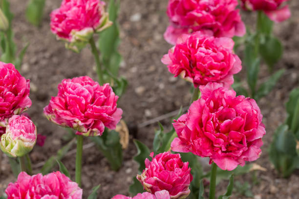 istock tulips in the spring garden 1372274088