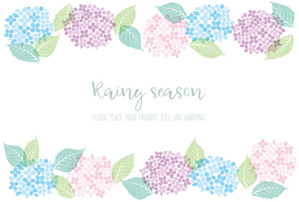 illustrazioni stock, clip art, cartoni animati e icone di tendenza di materiale fotografico della stagione delle piogge espresso da ortensia e pioggia - ortensia