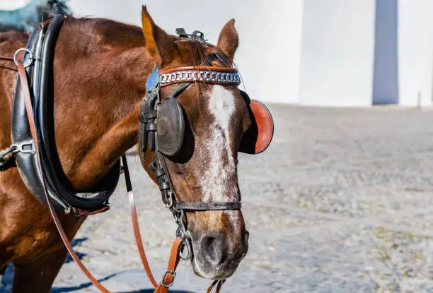 Photo of close-up of horse's head hitched to a cart