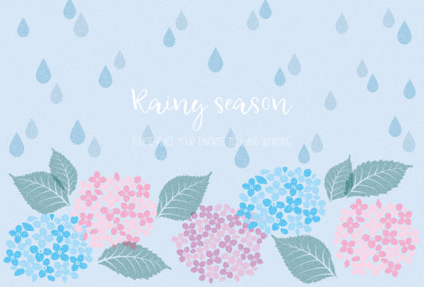 Image material of the rainy season expressed by hydrangea and rain Image material of the rainy season expressed by hydrangea and rain rainy season stock illustrations