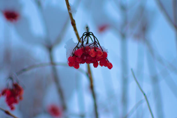 istock Sprig of viburnum winter 1372275782