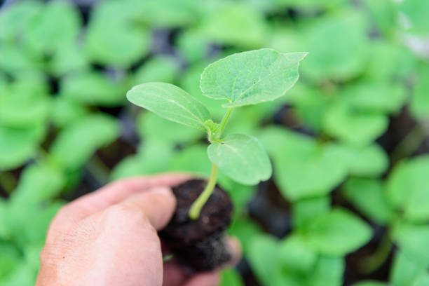 istock Plant The Sapling in Crop bags 1372276921