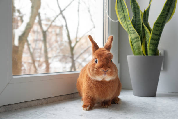 窓枠の屋内に座ってかわいい茶色の赤いウサギ、カメラを見て。冬の自宅で緑の植物の近くに愛らしいペット