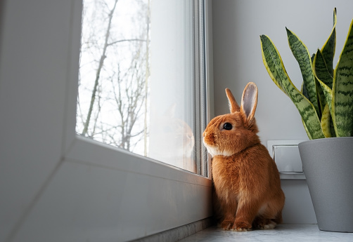 Cute brown red bunny rabbit sitting on windowsill indoors,looking through big window. Adorable pet near green plant at home.