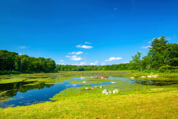 istock Sunny day over Pine Acres Pond in Goodwin State Forest. 1372278700
