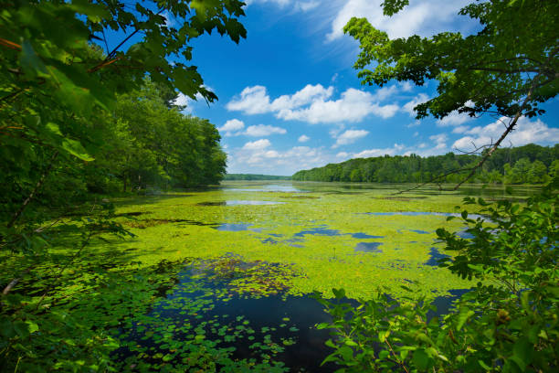 istock Sunny day over Pine Acres Pond in Goodwin State Forest. 1372278803