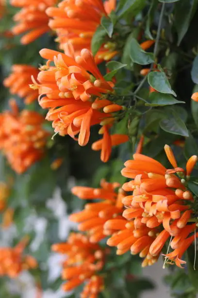 Flamevine / Orange Trumpetvine