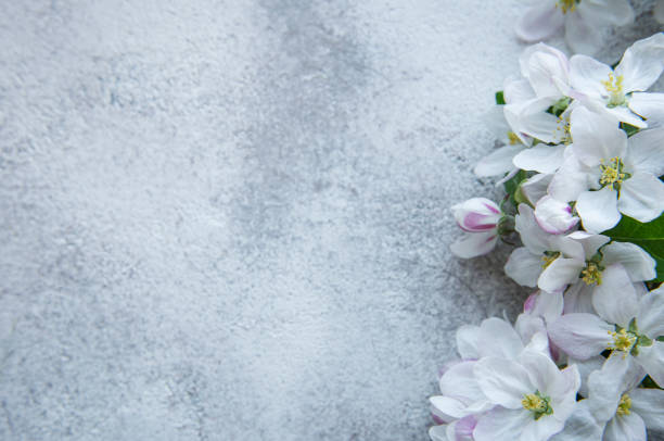 istock Blossom flowers on gray concrete backdrop. 1372279944