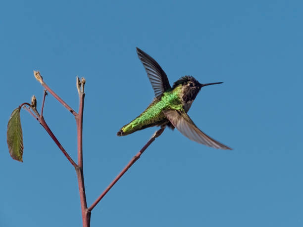 A hummingbird flying from a branch. In the Willamette Valley of Oregon. Has a blue sky background.
