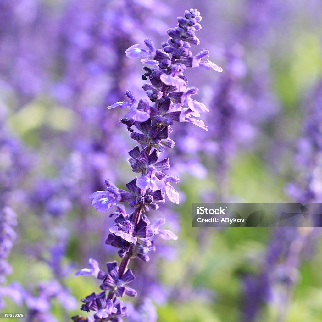 Spring. Lavender field, France. France Stock Photo