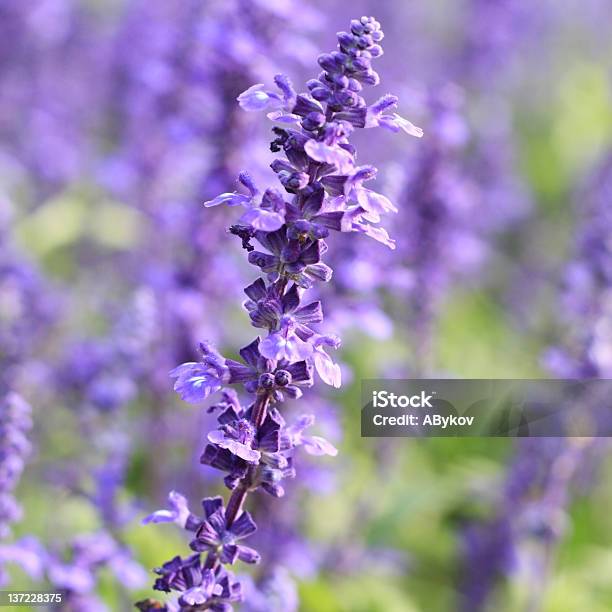 Spring Stock Photo - Download Image Now - France, Lavender - Plant, Lavender Color