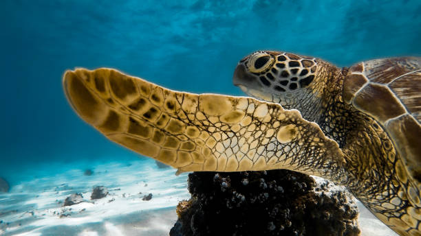 125 Green Sea Turtle From Above Stock Photos, Pictures & Royalty-Free Images  - iStock