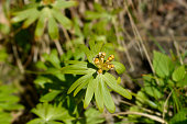 winterling.jpg?b=1&s=170x170&k=20&c=xGUv3UlhHCmMwvxibxs6P3fqTItBsG6oegtrrzU2GcQ=