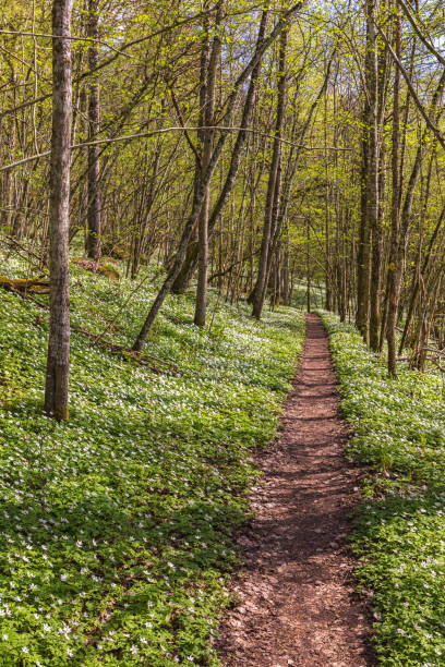istock Woodland trail with lush trees in spring 1372288641