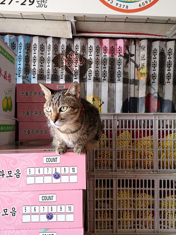 Cat sitting on a package inside the historical Yau Ma Tei Wholesale Fruit Market in Kowloon. The market was founded in 1913 between Ferry Street, Waterloo Road and Reclamation Street with Shek Lung Street passing through it.