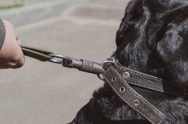 Owner with a female Rottweiler on a walk Close-up of a woman's hands holding a dog on a leash. Owner with a female Rottweiler on a walk. Daytime. Selective Focus. leather clasp stock pictures, royalty-free photos & images