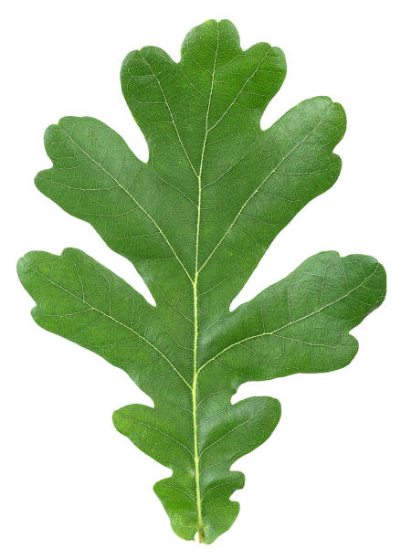 istock Green Oak Leaf isolated on a white background, top view. Clipping Path. 1372292599