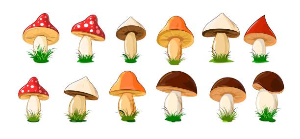 漫画スタイルで異なる色のキノコのセット。白い背景上で分離されたオブジェクト。ベクトル - edible mushroom food fungus isolated点のイラスト素材／クリップアート素材／マンガ素材／アイコン素材