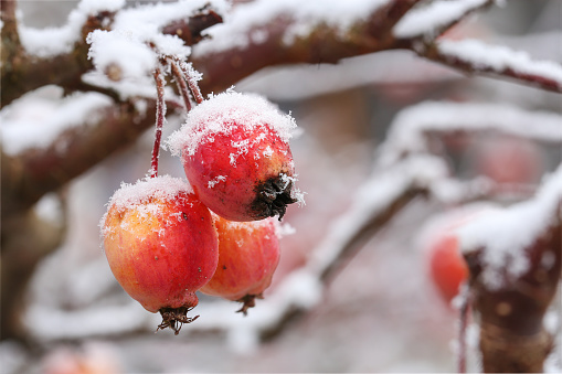 Frozen ornamental apples Malus Evereste in winter on the tree. Popular for decoration or as winter food for birds.