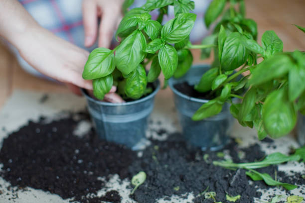 istock Seedlings of fresh green herb basil 1372297019
