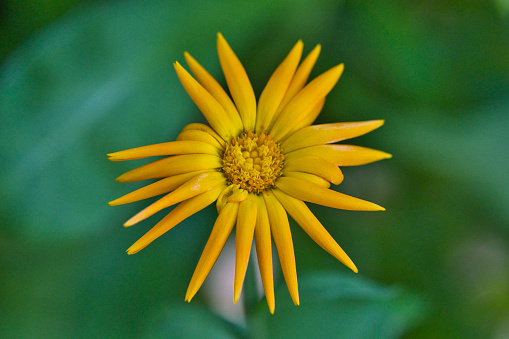 Close up macro shot of bright yellow wildflower in nature