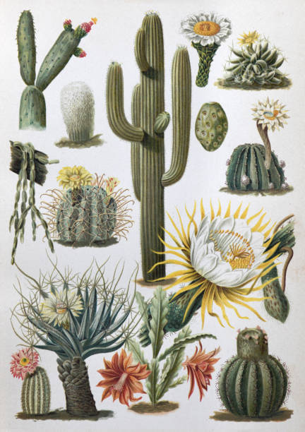 선인장 컬렉션 - 빈티지 컬러 일러스트레이션 - echinocereus stock illustrations