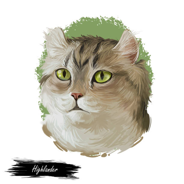 istock Highlander kitten lying on paw on white background. Digital art illustration of hand drawn kitty for web. Head of kitten with deep blue eyes looking. Portrait view of animal with mustache watercolor 1372298749