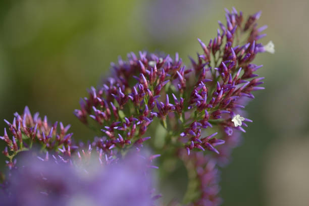 flora gran canarii - limonium preauxii, lawenda morska - limonium zdjęcia i obrazy z banku zdjęć