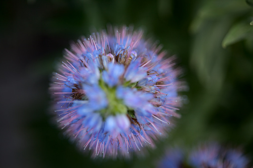 Flora of Gran Canaria -  Echium callithyrsum, blue bugloss of Tenteniguada, endemic to the island,\n natural macro floral background