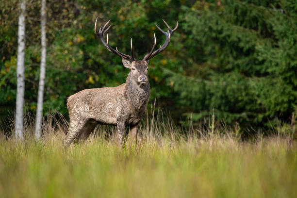 istock Majestic Red Deer Stag in autumn, Carpathians 1372299748