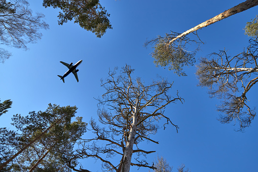 Passenger plane flies in the sky over the crowns of trees