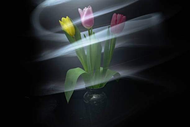istock Bouquet of multi-colored tulips in a white vase outlined in light 1372300080