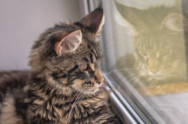 istock Maine Coon kitten portrait with reflection in the window 1372300114